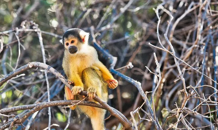 15-Day Bolivia Sightseeing Tour from La Paz