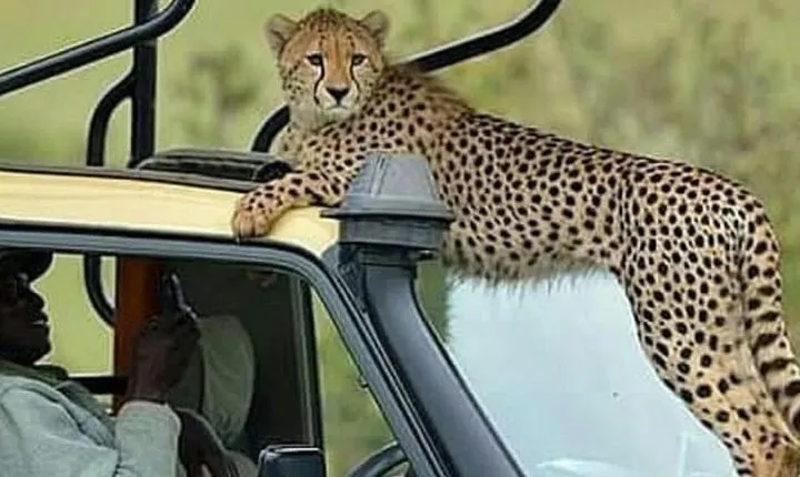 8 Days Tanzania Simba Luxury Safari