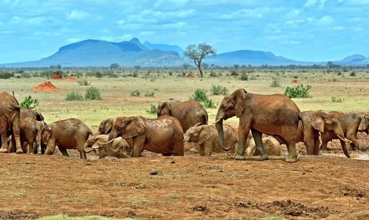 Private 3 Day Tsavo East Safari from Mombasa