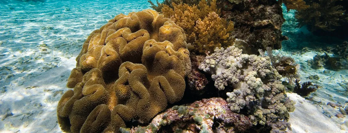 Menorca Binibeca one hour snorkel tour without transfer