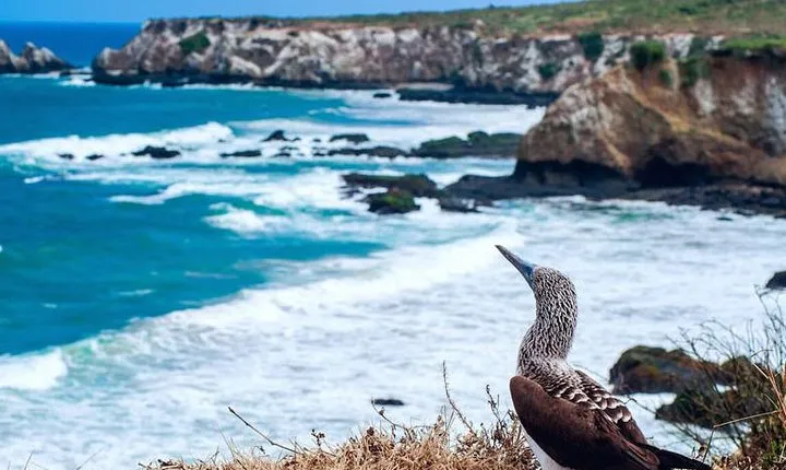 Tour to La Plata island and whales watching