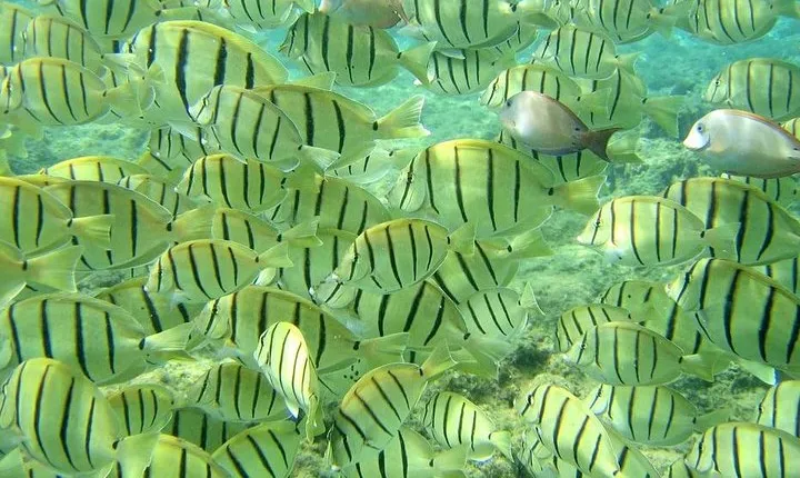Pelican Rock Snorkeling and Sightseeing Adventure
