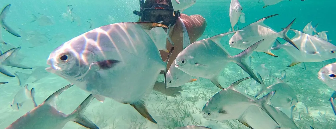 Punta Cana coral reef restoration and snorkelling experience