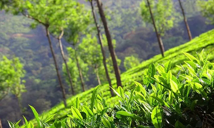 6 Nights 7 Days Kerala Private tour with Hillstations,Backwater &Beaches