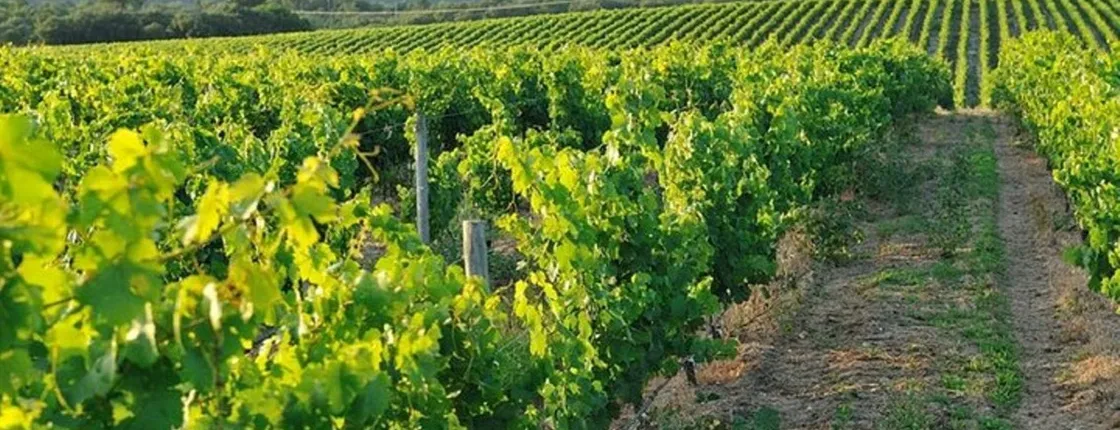 Arrábida park wine, cheese and pastry tasting tour from Lisbon