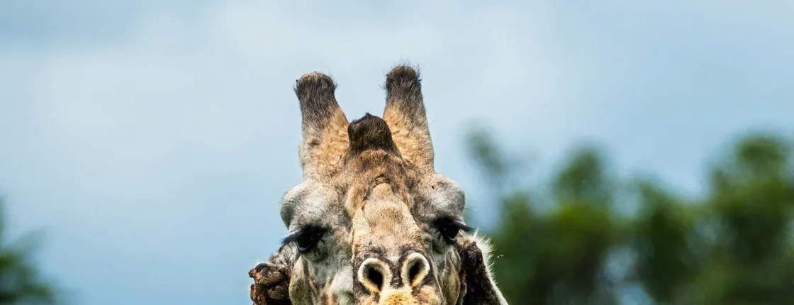 Mikumi National Park private one-day safari with flights