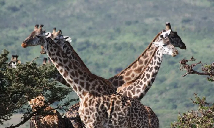 5 Days Northern Tanzania Selected Wildlife Safari