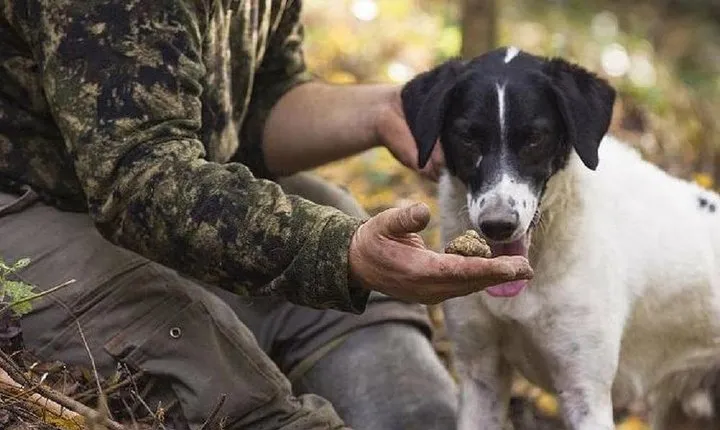 Truffle Hunting in the Tuscany Hills of Florence