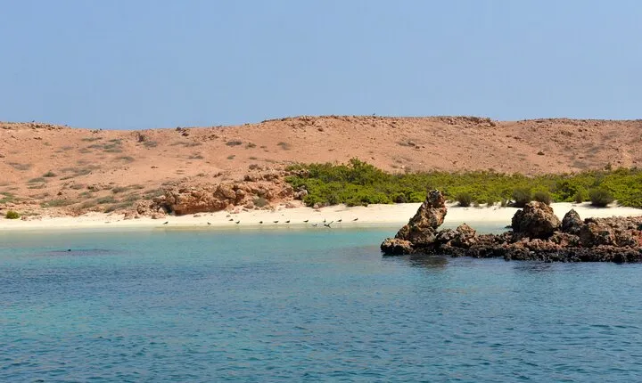 Snorkeling trips to Daymaniat Islands Sharing Trip