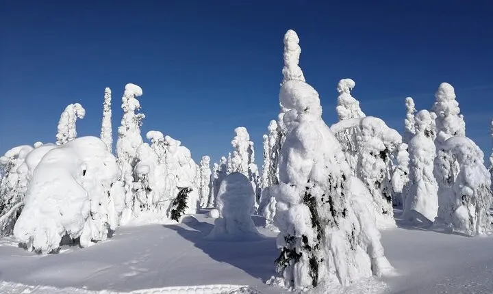 guiding services with local guides