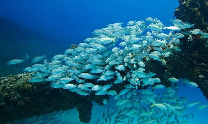 Sea Scooter Snorkeling Adventure in Tortola!