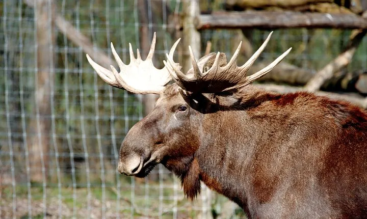 Ranua Zoo Wild Park with Lunch
