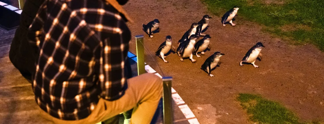 Penguin Parade Express Guided Tour from Melbourne