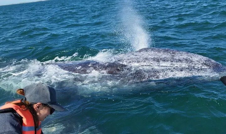 Full Day Gray Whale Watching Experience
