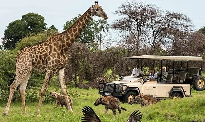 Cape Town Half-Day Big Five Safari Tours