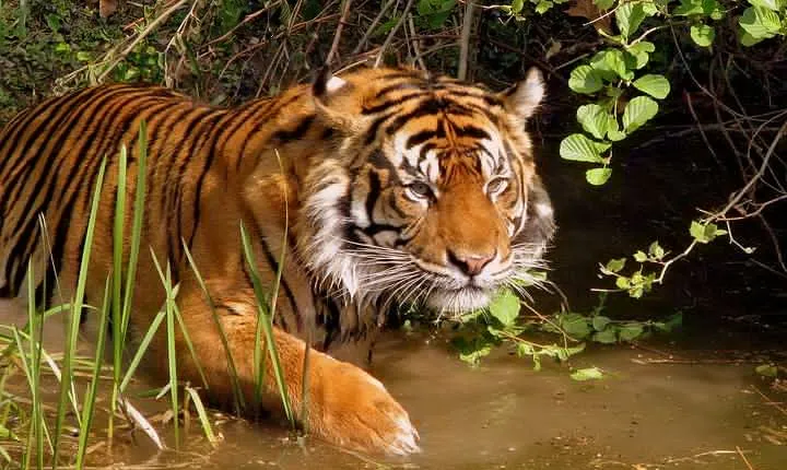Private 8-Day Golden Triangle and Ranthambore Tour from New Delhi