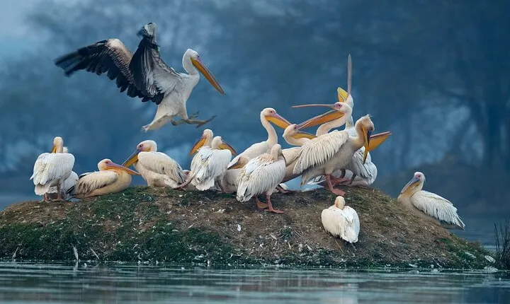 Keoladeo Birds Park Tour From Agra To Jaipur Including Entry