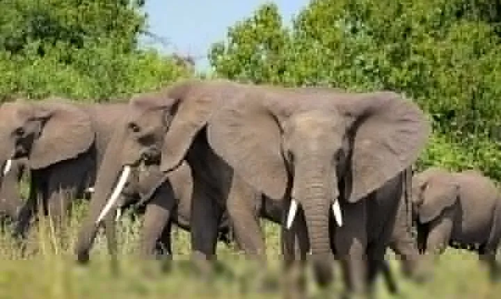 7-Day Lake Manyara, Ngorongoro Crater and Serengeti Private Tour