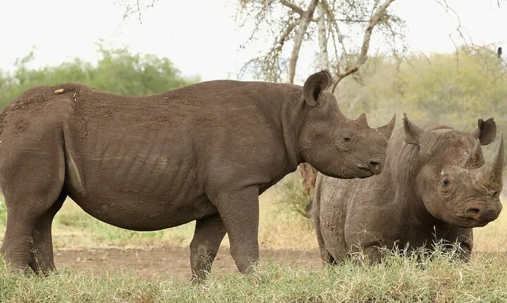Day Tour in Mkomazi National Park
