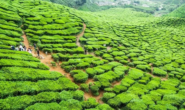 Cameron Highlands Full Day Nature Tour