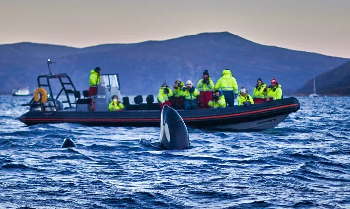 Whale Watching RIB Boat Tour in Skjervoy from Tromso