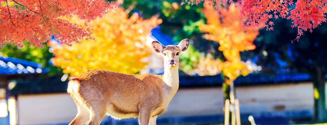 Kyoto 1-Day Trip from Osaka with Nara Park and Worl Heritage Sites