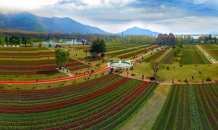 Kashmir Tulip Festival