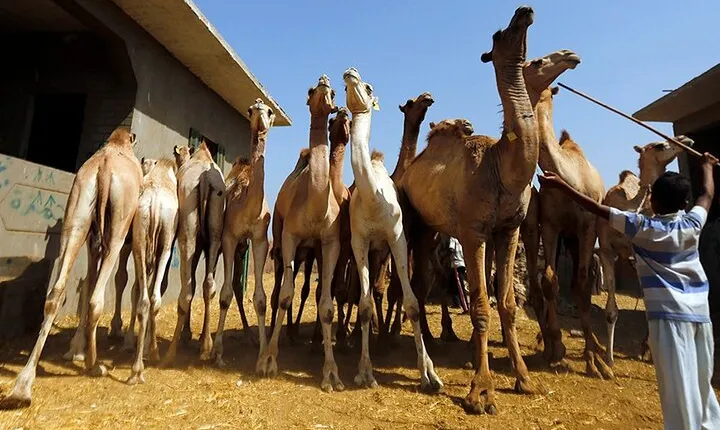 Tour to Camel Market of Birqash