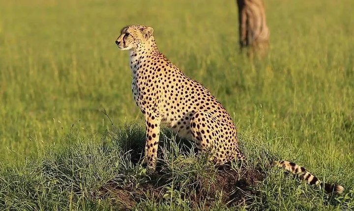 3 days Tarangire, Ngorongoro & Lake Manyara package