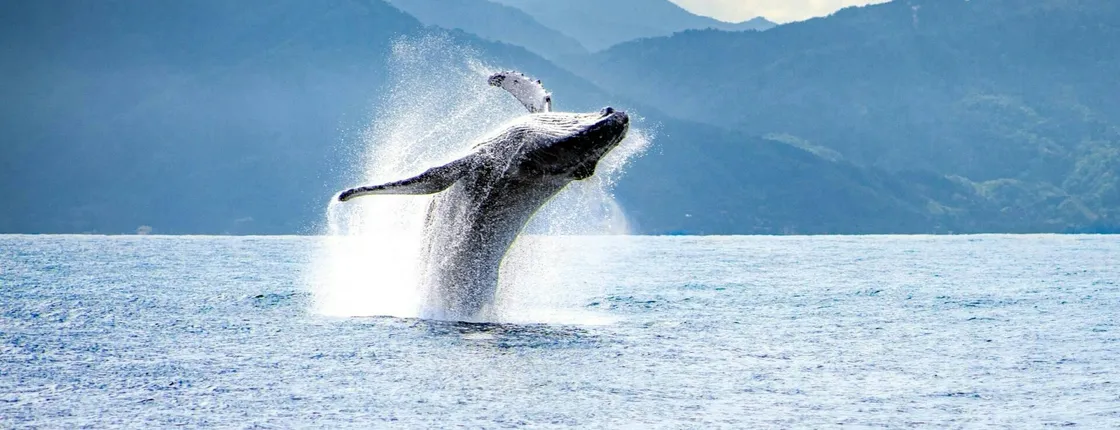 Puerto Vallarta whale-watching catamaran tour