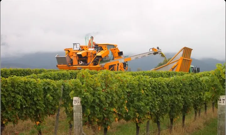 Full-Day Wine Gourmet and Scenic Delight Tour of Marlborough from Picton
