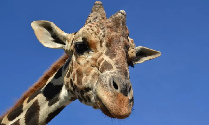 Of Monterrey Biopark Star