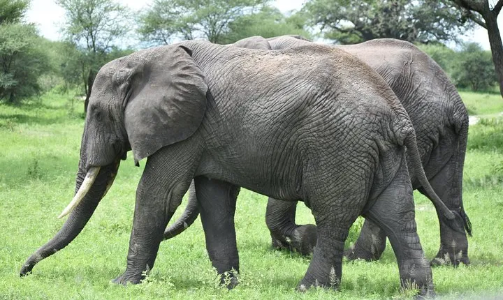 5 DAYS BUDGET SAFARI ( Tarangire, Ngorongoro Crater & Serengeti National parks)