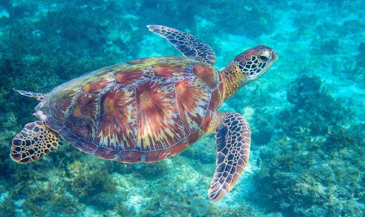 Waikiki Turtle Snorkeling Tour