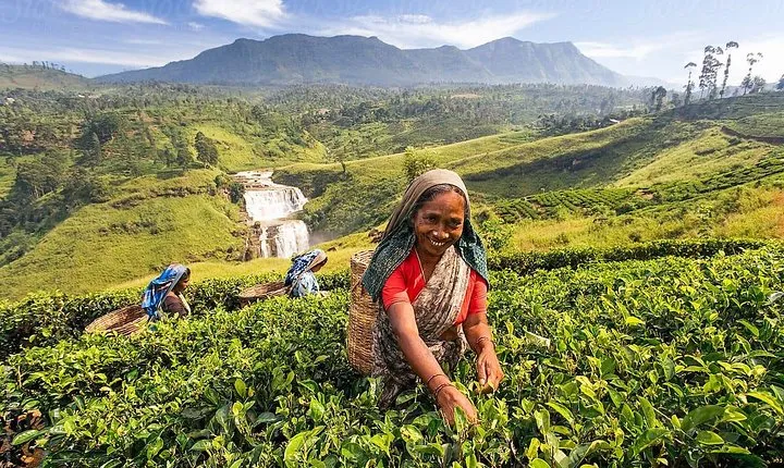 5-Day Sri Lanka Central Highlands Tour