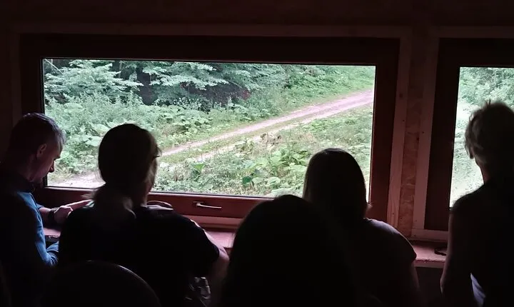 4 Hours Guided Bear Watching Tour in Carpathian Mountains