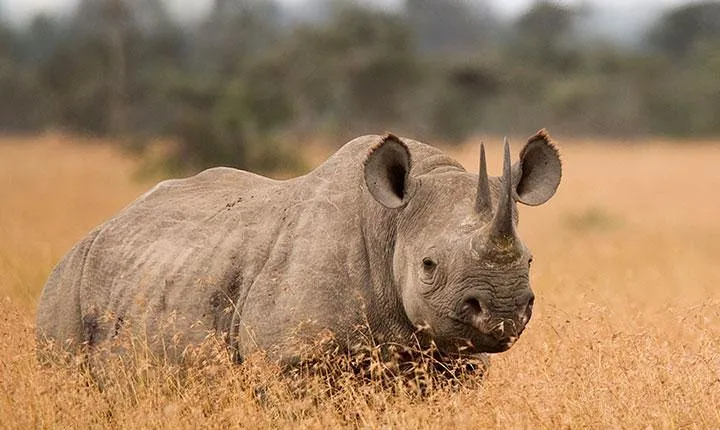 3-Day Tarangire, Ngorongoro Crater, Manyara Park