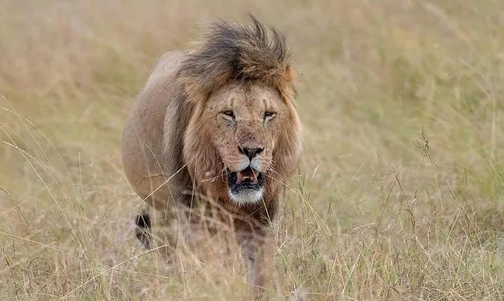 3-Day Serengeti NP & Ngorongoro Crater Safari