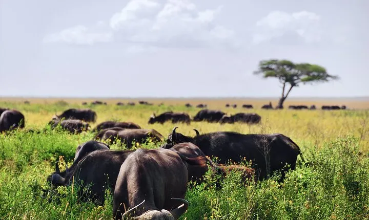 2-Day Tanzania Safari Extension After Kilimanjaro Trek