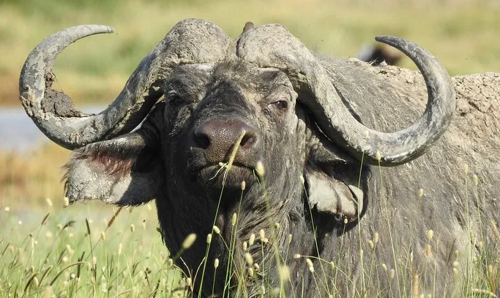 4 Day Private Tour in Tanzania