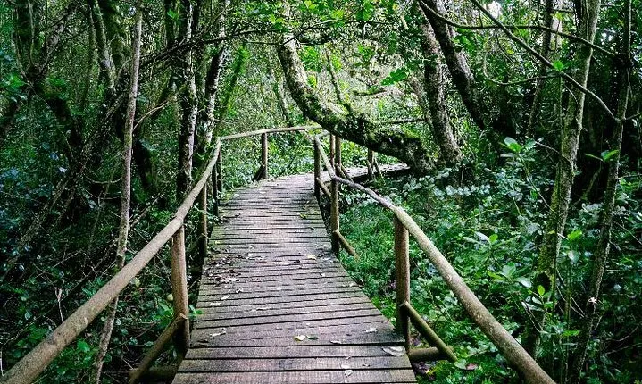 Valdivian Forest, Fray Jorge National Park and Valle del Encanto -Full day