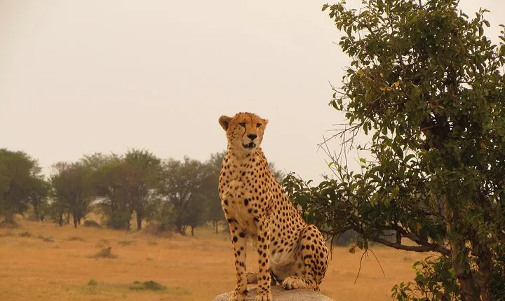 3-Day Famous Serengeti - Midrange (2 Nights Serengeti)