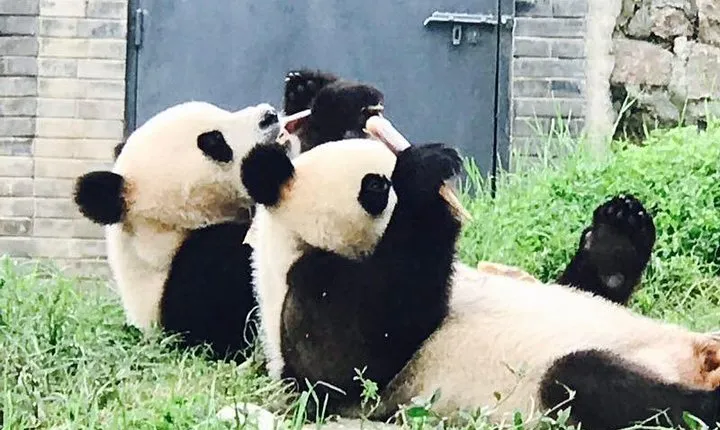 Half Day Private Chengdu Panda Center Layover Tour