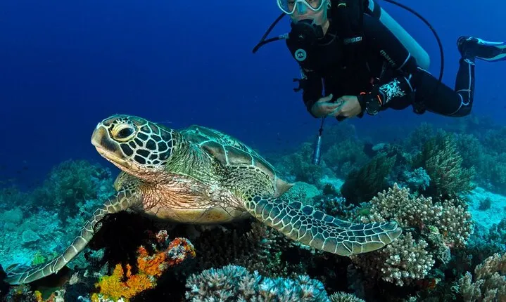 Scuba Diving to Dimaniyat Islands Muscat Oman