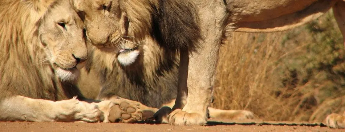 Pilanesberg National Park Safari with Sun City from Johannesburg