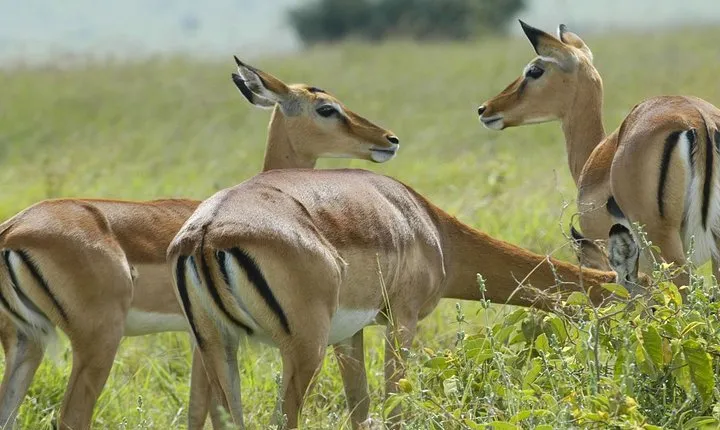 3 Days 2 Nights Group Joining Serengeti and Ngorogoro Safari