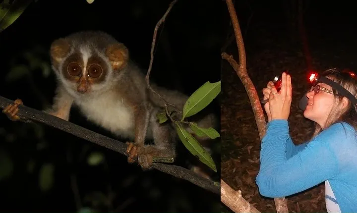 Night Hike to see Elusive & Rare Loris in Sigiriya
