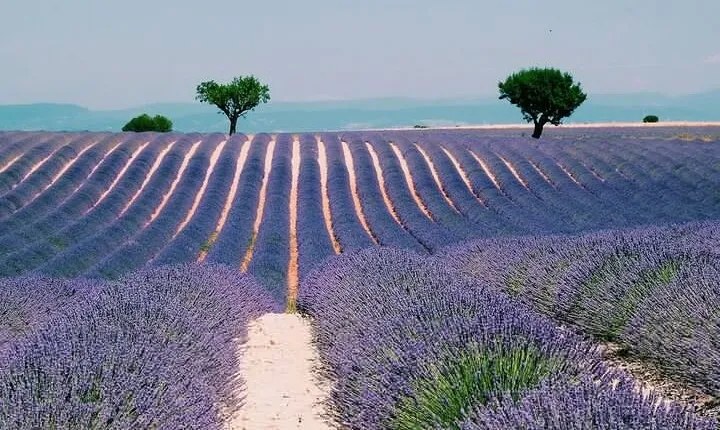 Provence, Vineyards and Lavender Fields Private Day Trip