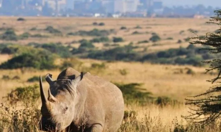 Half Day tour to Nairobi National Park