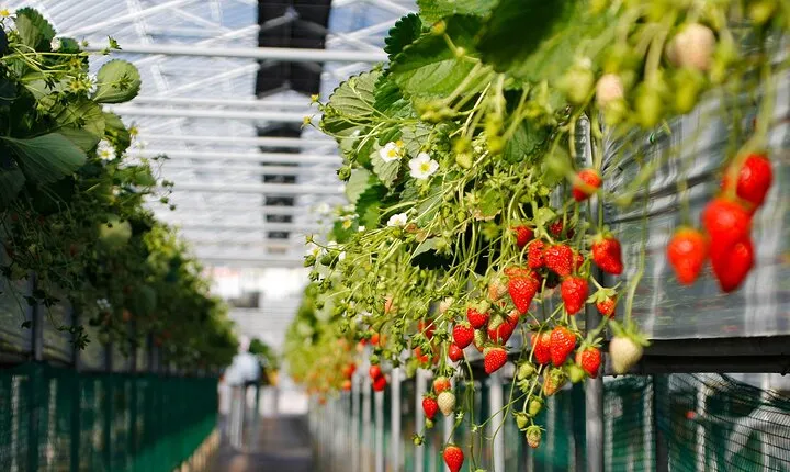 Genting Highlands En-route Batu Caves & Strawberry Farm Day Tour with Authentic Indian Lunch Private & Guided